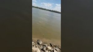 ОГРОМНЫЙ САЗАН ПОЙМАН В р.Обь Барнаул.