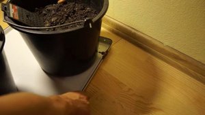 Проверяем желуди и семена клена. Прошло три недели с момента посадки.
