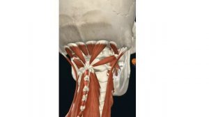 Самомассаж шеи по линия мышц