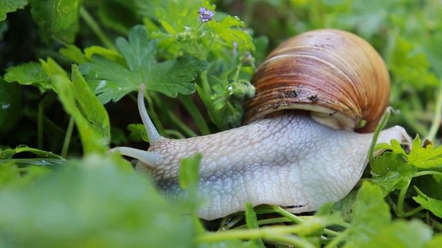 Расслабляющая музыка и звуки дождя для медитации, отдыха, сна, учебы и работы смотреть онлайн