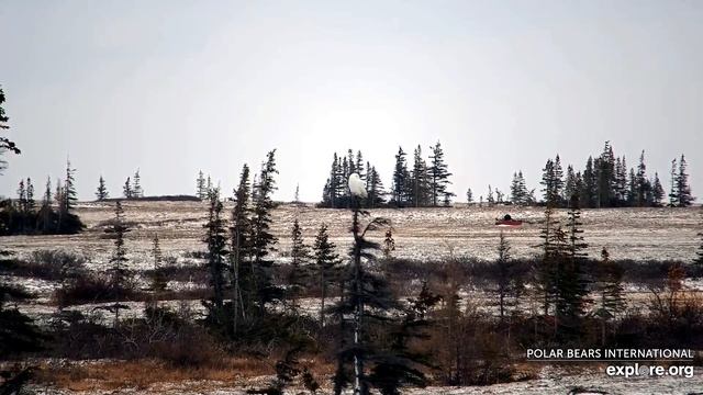 Белый медведь. Национальный парк Вапуск (Канада) - A polar bear. Wapusk National Park (Canada) смотреть онлайн