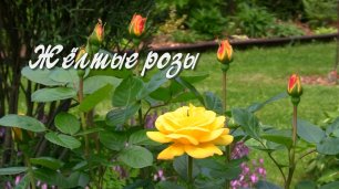Жёлтые розы. Дачные картинки.mp4