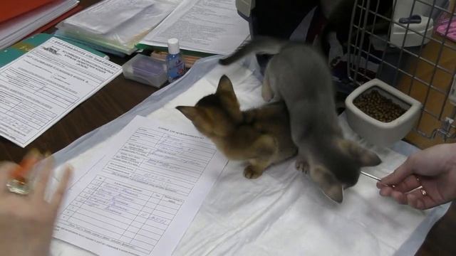 Презентация питомника абиссинских кошек PCA ЮЛИАННА