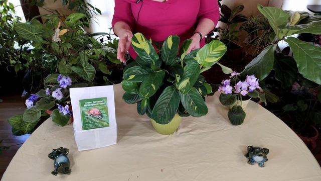 Ctenanthe Care: What to Know смотреть онлайн