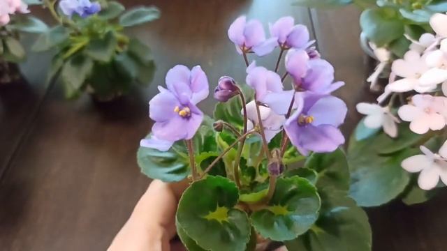 Мини фиалки. Осенние цветение. 27 сентября 2023 смотреть онлайн