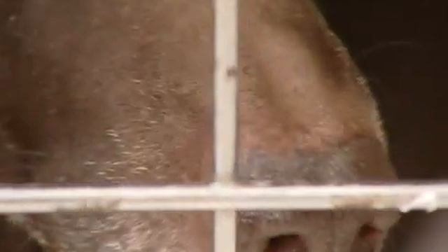 Жил-был пёс 13 мая, 2016 г. смотреть онлайн