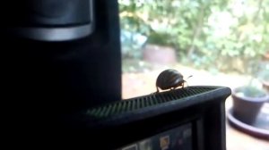 Leptinotarsa decemlineata - „Zehnstreifen-Leichtfuß“ - Kartoffelkäfer - Colorado potato beetle