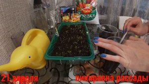 Рудбекия выращивание из семян рассадой