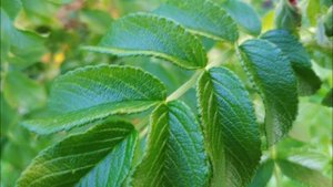 Отзыв на розу морщинистую Ругозу. Feedback on Rosa rugosa Rubra