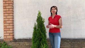 Туя СМАРАГД. Как выбрать тую?