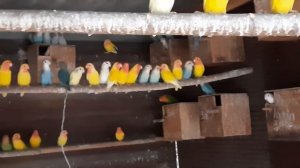 Желтые попугаи неразлучники.