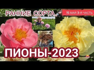 Цветение пионов 15 мая 2023 года / Сад Ворошиловой