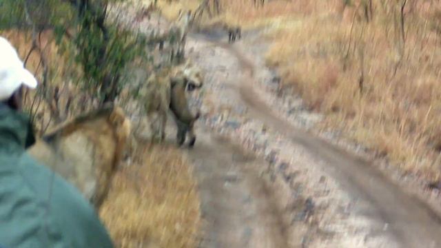 LIONESS with CUBS - LION PRIDE - Savanna Safari Lodge - Lion Sands - Kruger National Park смотреть онлайн