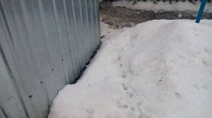 Какой высотой делать забор для гусей