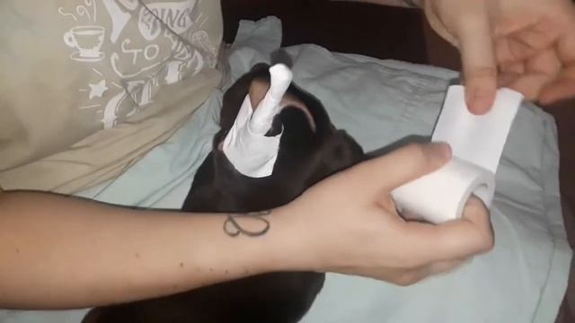 Как правильно ставить уши после купировки в домашних условиях смотреть онлайн