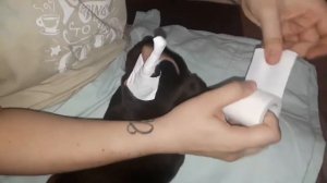 Как правильно ставить уши после купировки в домашних условиях