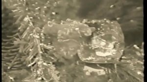 Тамара  Дадашева, начало карьеры