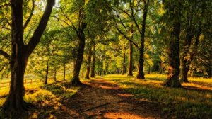 2 часа пения птиц и звуков природы🍃Пение птиц в весеннем лесу🌿☀️Расслабление перед сном