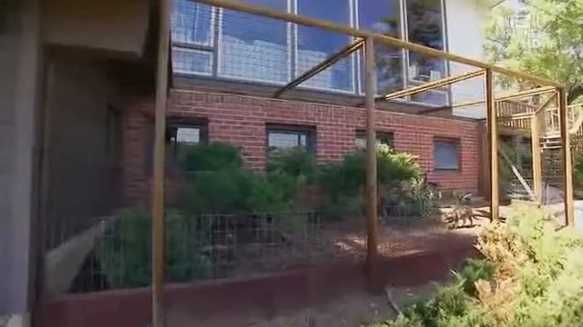 Порода кошек Саванна – смотреть онлайн видео от Секреты Творческой ...