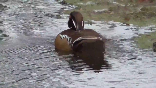 КАРОЛИНСКАЯ УТКА на небольшой речке. CAROLINIAN DUCK смотреть онлайн