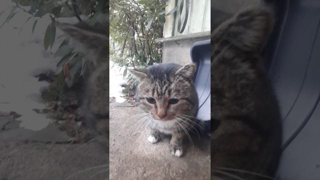 Кормим брошенного кота
