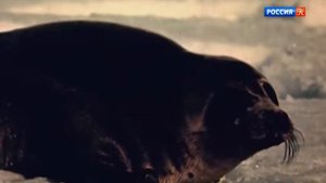 История русской еды. Откуда что пришло - Часть 1