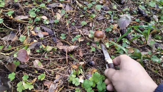 Хожу брожу белый гриб найти хочу смотреть онлайн