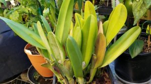 Brassavola Digbyana Bulging at the seams.