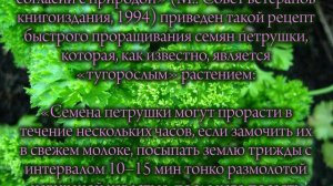 Петрушка за 3 часа!