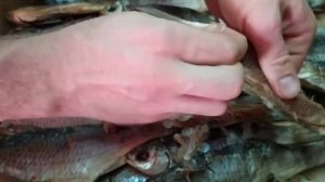 Вобла из Астрахани с икрой, где купить?