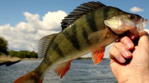 Как быстро почистить окуня. Три способа.