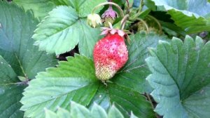 Клубника в середине июня