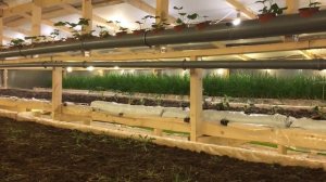 Что еще ОЧЕНЬ ВЫГОДНО растить в теплице круглый год!?