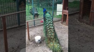 Один день на ферме мини-лошадок! Приглашаем на экскурсии, ваши дети останутся довольны!)))