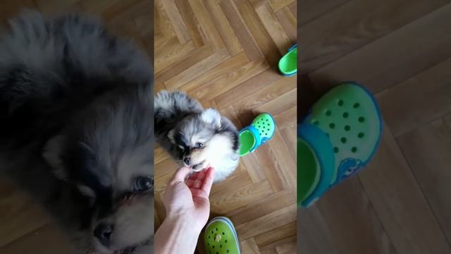 Щенки шпица мерле 2 мес смотреть онлайн