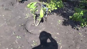 Бругмансия посадка черенков в открытом грунте