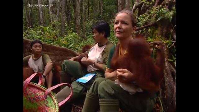 Borneo's vast forests are soon gone. If we don't act now, Orang-utans could be extinct in 20 years. смотреть онлайн