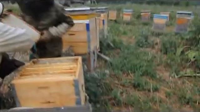 Отбор сотового мёда смотреть онлайн