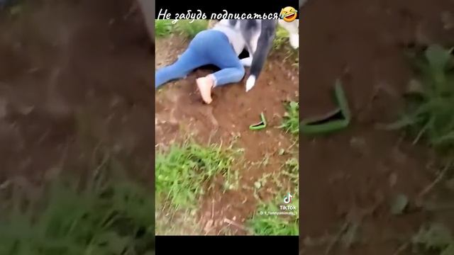 лови СМЕШИНКУ?? смотреть онлайн