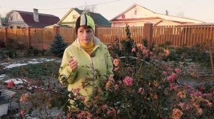 Розы в ноябре