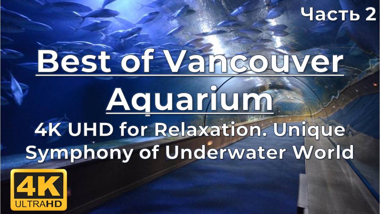 Best of Vancouver Aquarium in 4K UHD for Relaxation ｜ Unique Symphony of Underwater World - 2