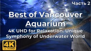 Best of Vancouver Aquarium in 4K UHD for Relaxation | Unique Symphony of Underwater World - 2