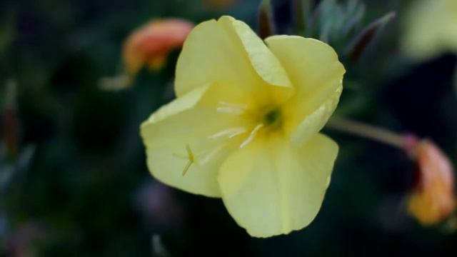 Раскрытие бутона цветка "Ночная красавица" смотреть онлайн