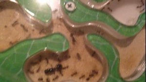 Лютые муравьи. Паук залез в муравьиную ферму !!!