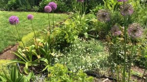 Fill up your garden with Allium