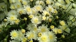 Белая хризантема - цветёт в июле, в теплице. Очень красиво!