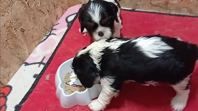 Как ухаживать за щенками от рождения и до 3 месяцев.