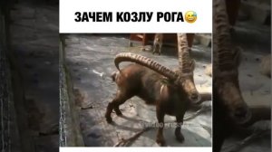 Зачем козлу рога