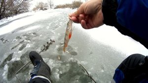 Ловля окуня по первому льду, на малой речке.