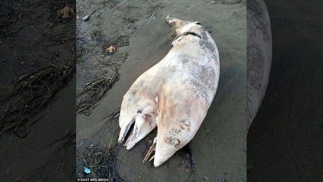 Двухголовый дельфин в Турции август 2014 г. - two-headed Dolphin in Turkey